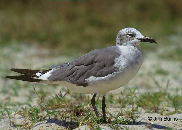 Laughing Gull adult winter