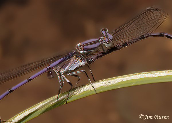 Lavender Dancer male (top) sharing workplace with Variable Dancer male ( bottom), Maricopa Co., AZ, May 2022--2467--2