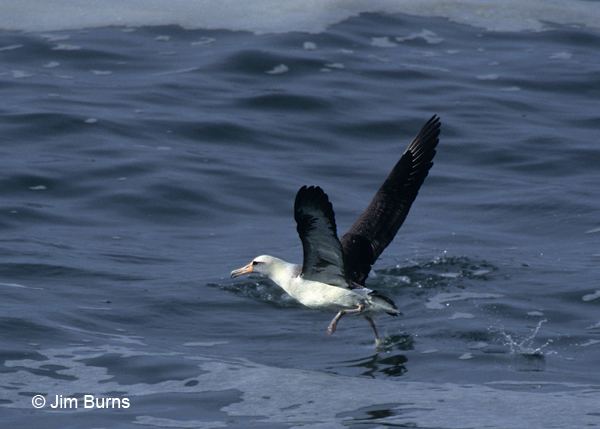 Laysan Albatross taking off