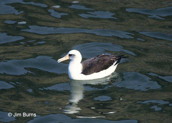 Laysan Albatross on the water