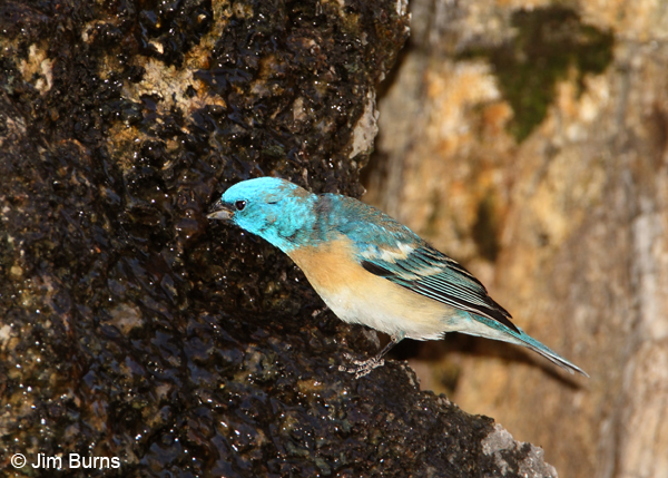 Migrants like this male Lazuli Bunting often stop to drink at the Aboriginal Seep above the Eucalyptus Forest.