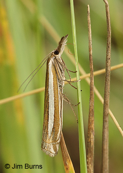 Leach's Grass-veneer Moth, Arizona