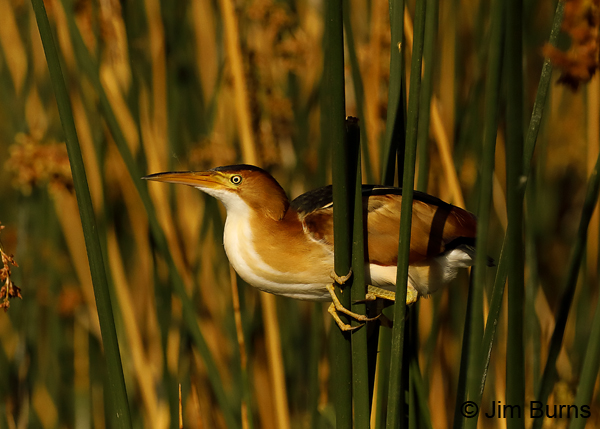 Least Bittern male in reeds 8631