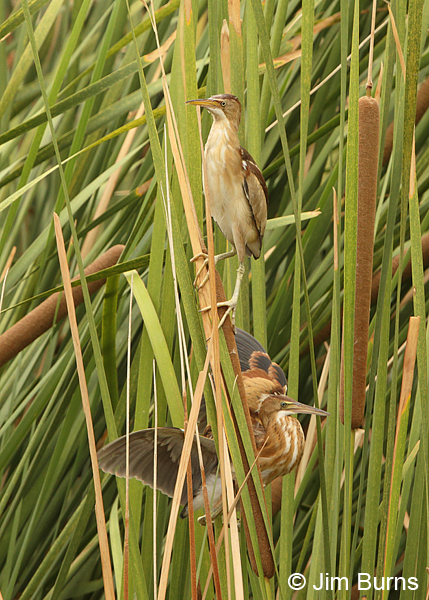 Least Bitterns, adult female (top) and juvenile