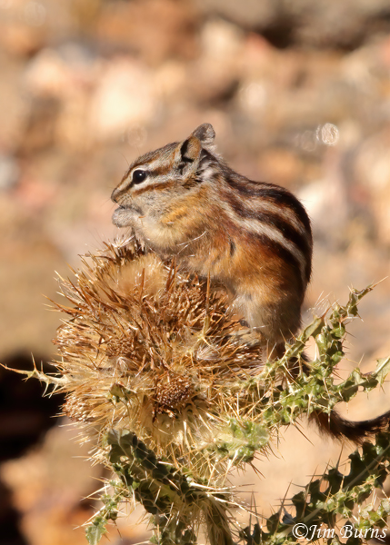 Least Chipmunk with thistle seed--0869