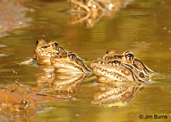 Rio Grande Leopard Frog choral group
