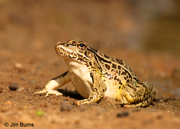 Rio Grande Leopard Frog on dry land
