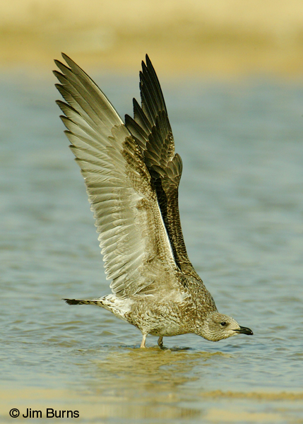Lesser Black-backed Gull 1st winter wingstretch