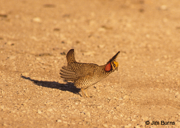 Lesser Prairie-Chicken male booming