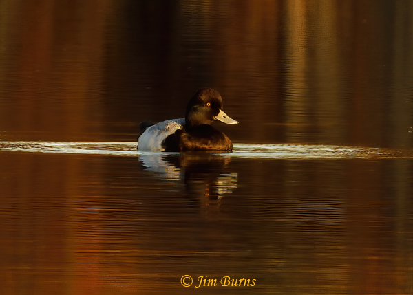 Lesser Scaup male sunset #2--2468
