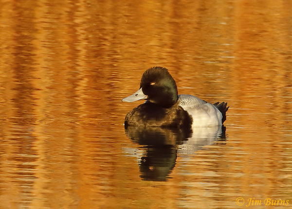 Lesser Scaup male sunset--2430