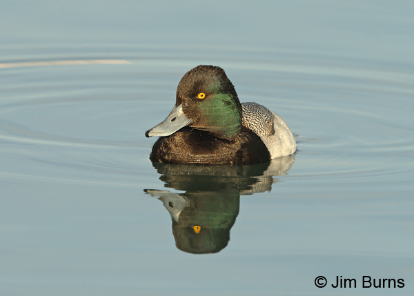 Lesser Scaup male showing peaked crown