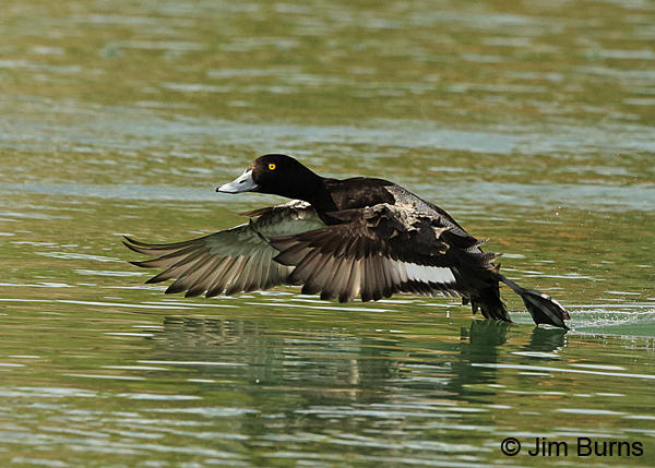 Lesser Scaup male taking off