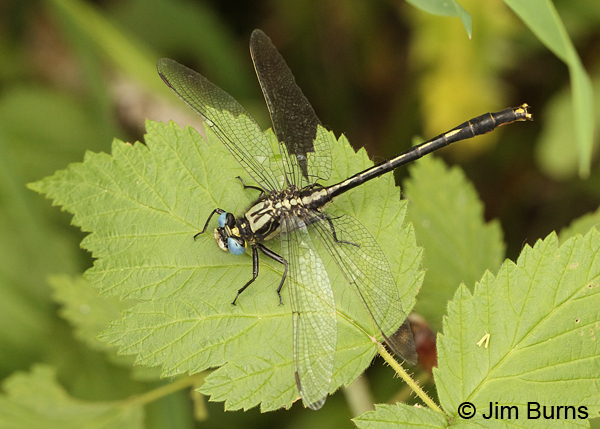 Lilypad Clubtail male dorsal view showing golden claspers, Washington Co., MN, June 2014 