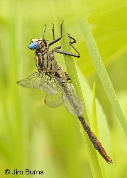Lilypad Clubtail male hanging vertical, Washington Co., MN, June 2014