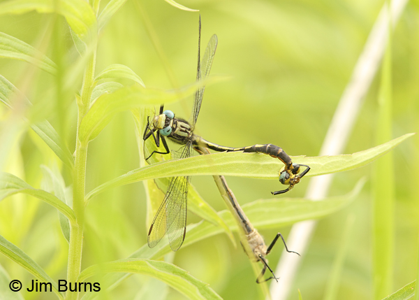 Lilypad Clubtail pair in wheel interrupted by Common Green Darner attack, Washington Co., MN, June 2014