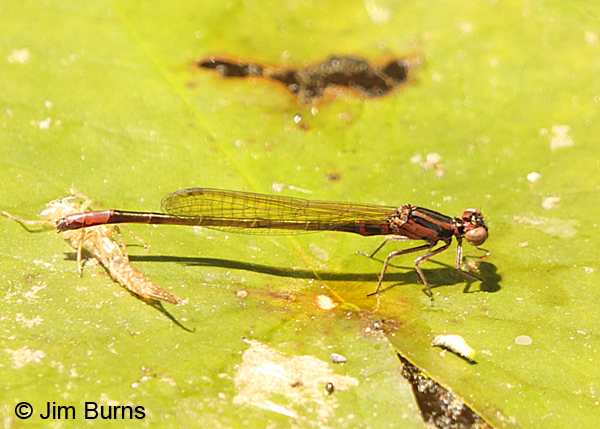 Lilypad Forktail immature female, Chesterfield Co., SC, May 2014