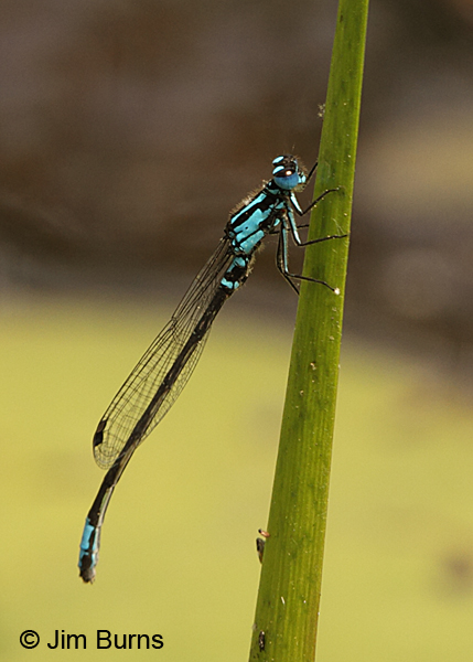 Lilypad Forktail male on reed, Chesterfield Co., SC, May 2014