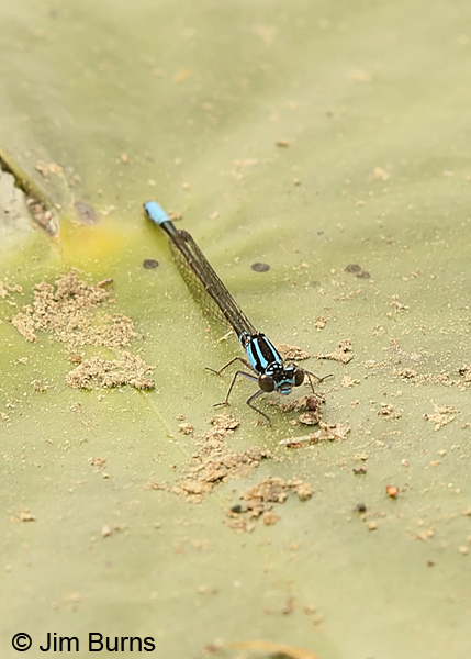 Lilypad Forktail male thorax, San Jacinto Co., TX, March 2013