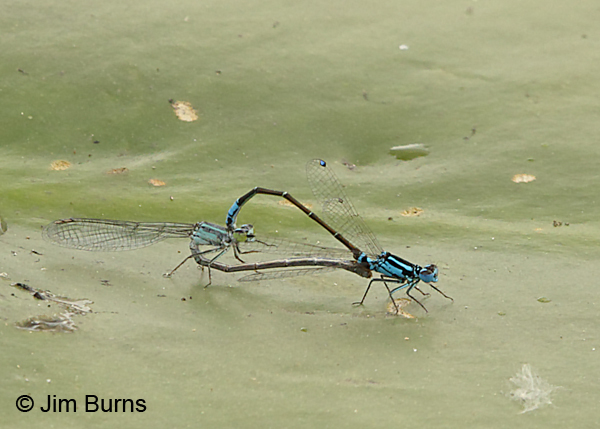 Lilypad Forktail pair in wheel, Marion Co., FL, March 2017