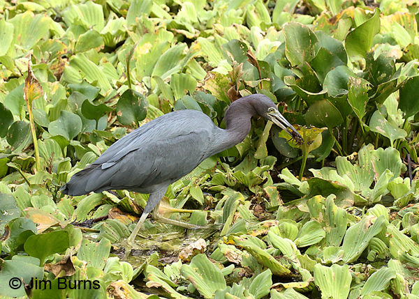 Little Blue Heron adult with spider
