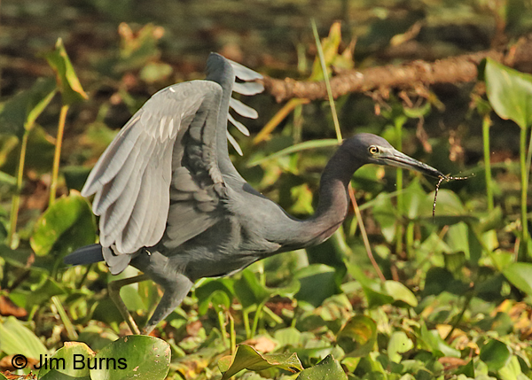 Little Blue Heron adult with large worm