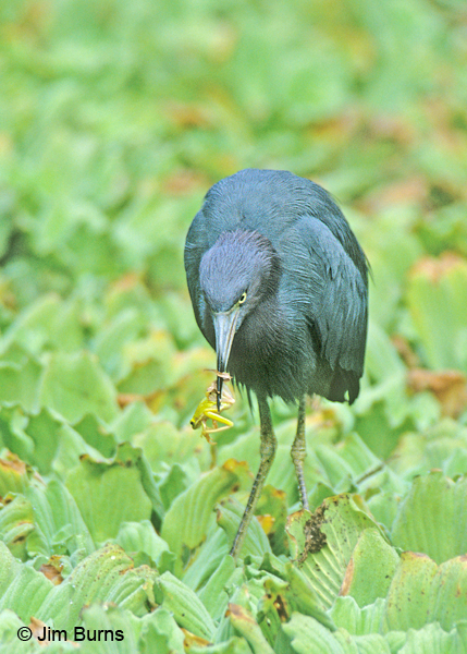 Little Blue Heron adult with frog