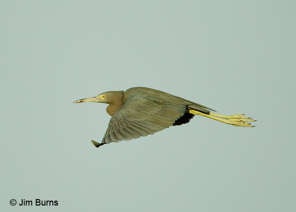 Little Blue Heron adult in flight