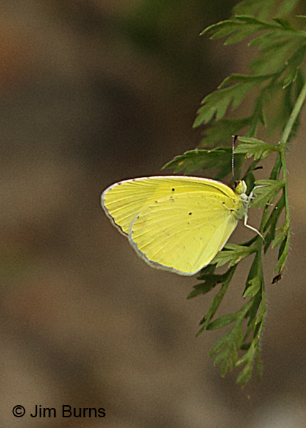 Little Yellow male, Missouri