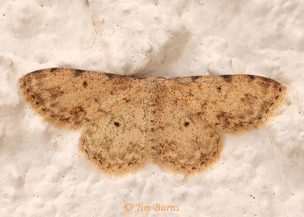 Lobocleta lanceolata, Arizona--5854