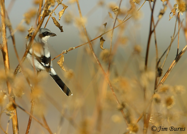 Loggerhead Shrike evironment shot--7731