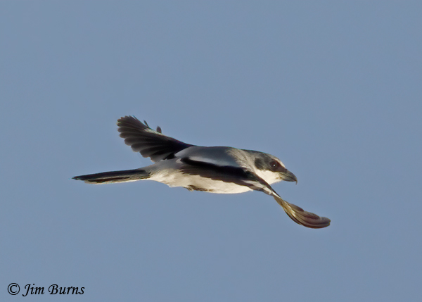 Loggerhead Shrike in flight--9738