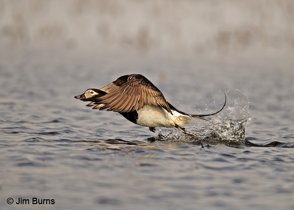 Long-tailed Duck liftoff