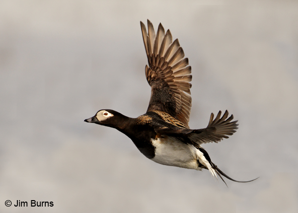 Long-tailed Duck male in flight #2