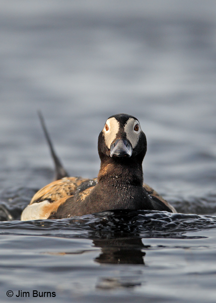 Long-tailed Duck male making waves