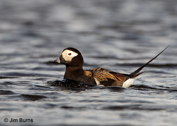 Long-tailed Duck male on water