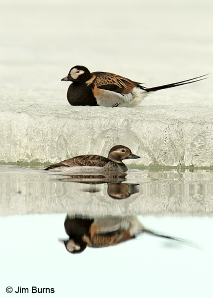 Long-tailed Duck pair on ice