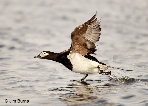 Long-tailed Duck walking on water