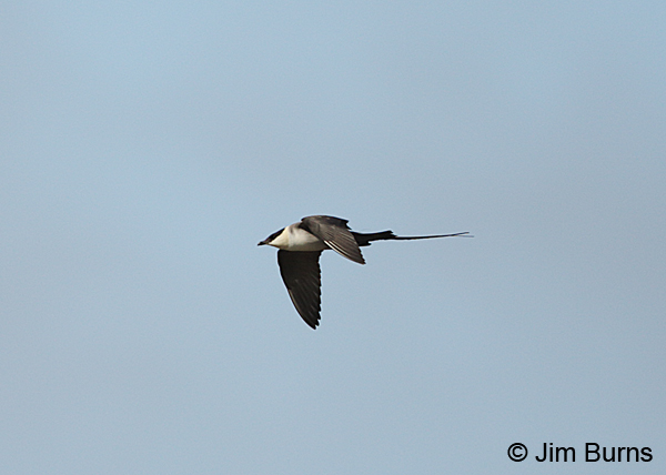 Long-tailed Jaeger adult in flight