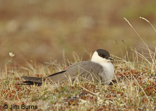 Long-tailed Jaeger on nest