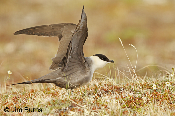 Long-tailed Jaeger wingstretch
