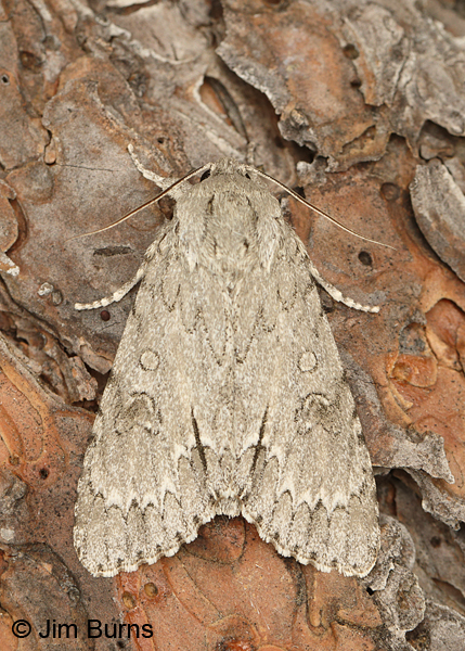 Long-winged Dagger Moth, Arkansas