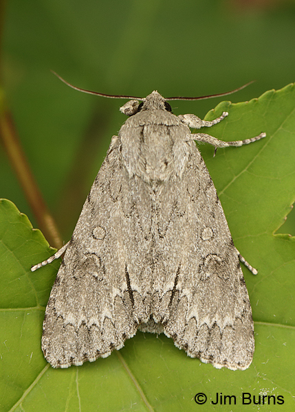 Long-winged Dagger Moth on leaf, Arkansas