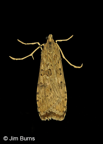 Lucerne Moth, Arizona