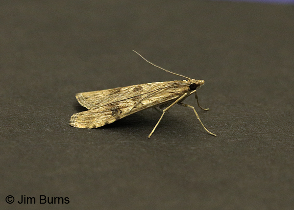 Lucerne Moth dorsolateral view, Arizona