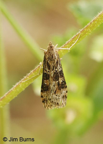 Lucerne Moth on stalk, Arizona