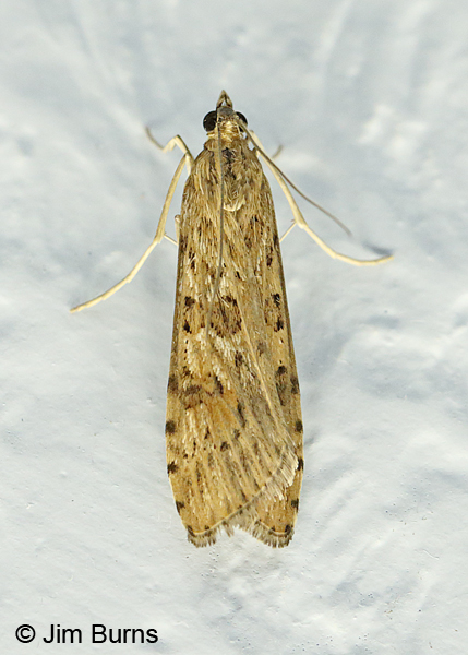 Lucerne Moth on wall, Arizona