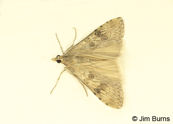 Lucerne Moth wingspread, Arizona