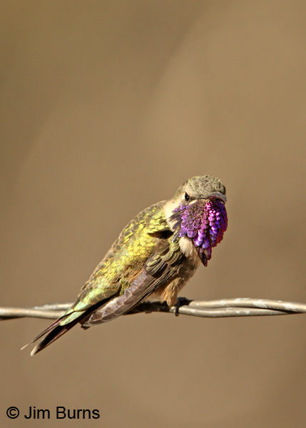 Lucifer Hummingbird male on fencewire #2