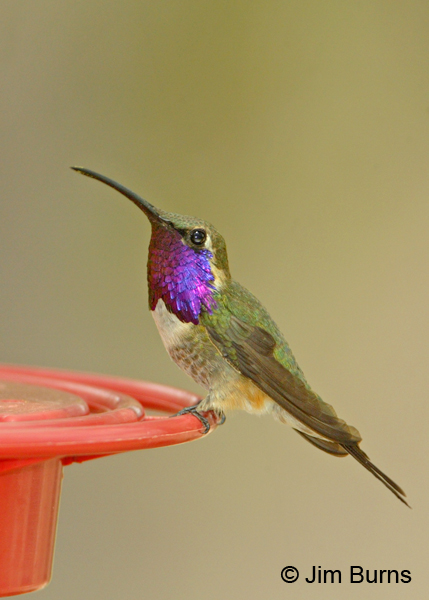 Lucifer Hummingbird male on feeder